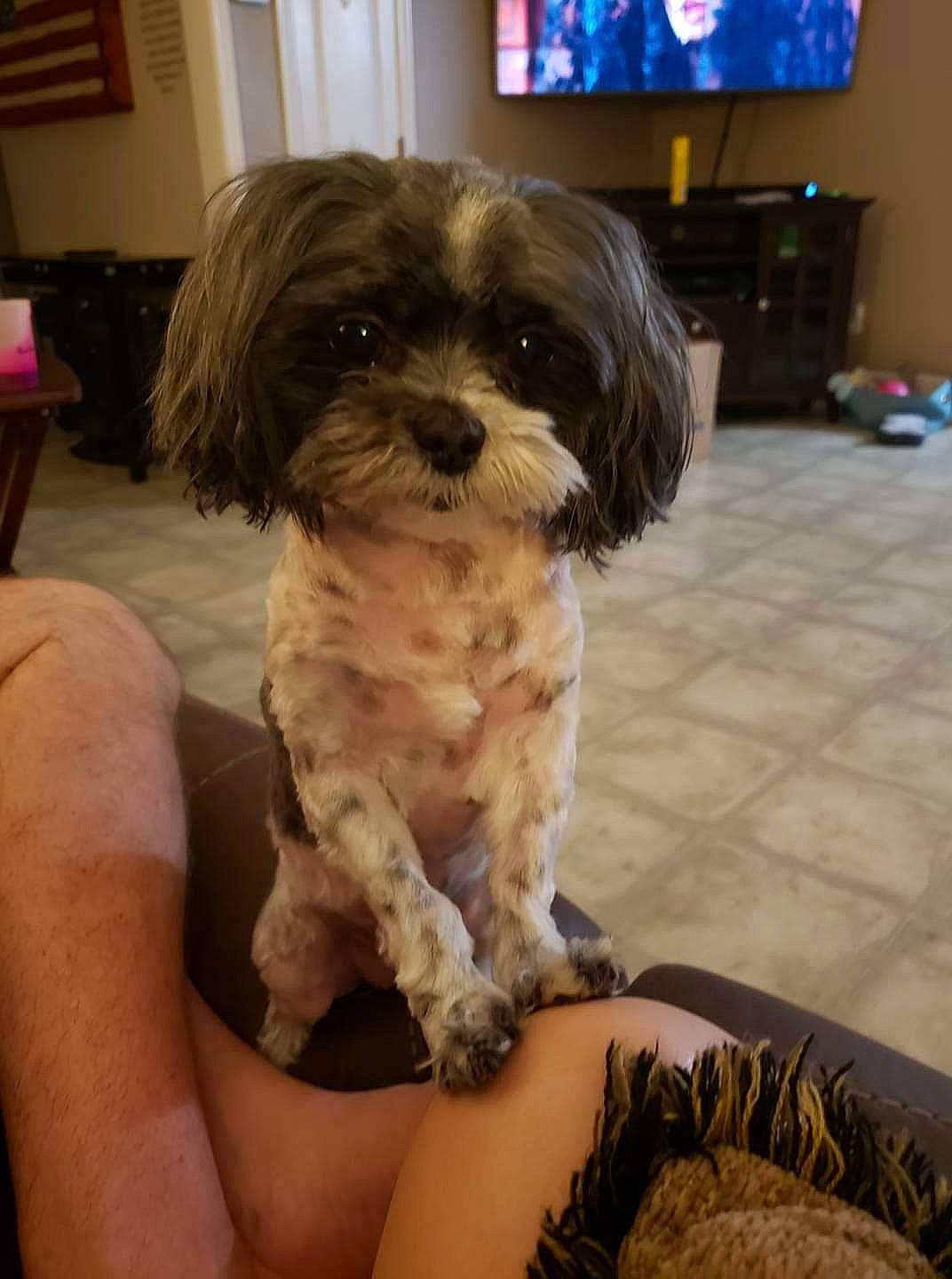 Gracie is registered to the contest to win money with this photo: bolonka, canidae, carnivore, cavapoo, chinese_imperial_dog, companion_dog, dog, dog_breed, havanese, kyi_leo, mal_shi, maltepoo, mammal, pekapoo, poodle_crossbreed, puppy, schnoodle, shih_poo, shih_tzu, vertebrate