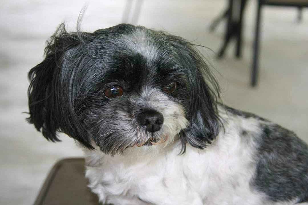 Gracie joined the competition — help win amazing prizes! bolonka, canidae, carnivore, cavapoo, chinese_imperial_dog, dog, dog_breed, havanese, kyi_leo, lhasa_apso, lowchen, mal_shi, maltepoo, mammal, puppy, shih_poo, shih_tzu, snout, tibetan_terrier, vertebrate