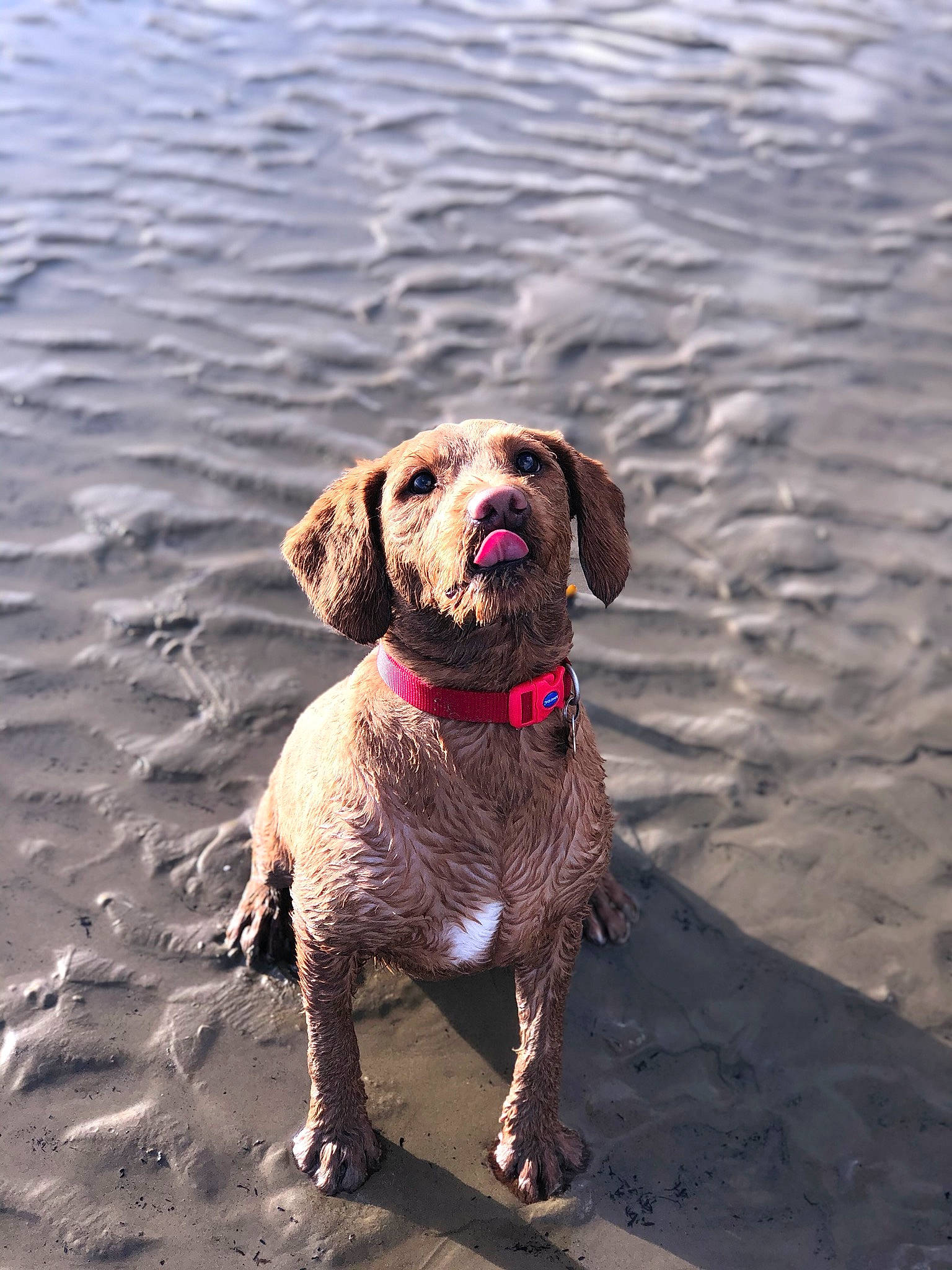 Otis is registered to the contest to win money with this photo: braque_du_bourbonnais, braque_francais, canidae, carnivore, chesapeake_bay_retriever, dog, dog_breed, dog_collar, german_shorthaired_pointer, gun_dog, hunting_dog, leash, liver, mammal, old_danish_pointer, pointer, pointing_breed, retriever, sporting_group, vertebrate