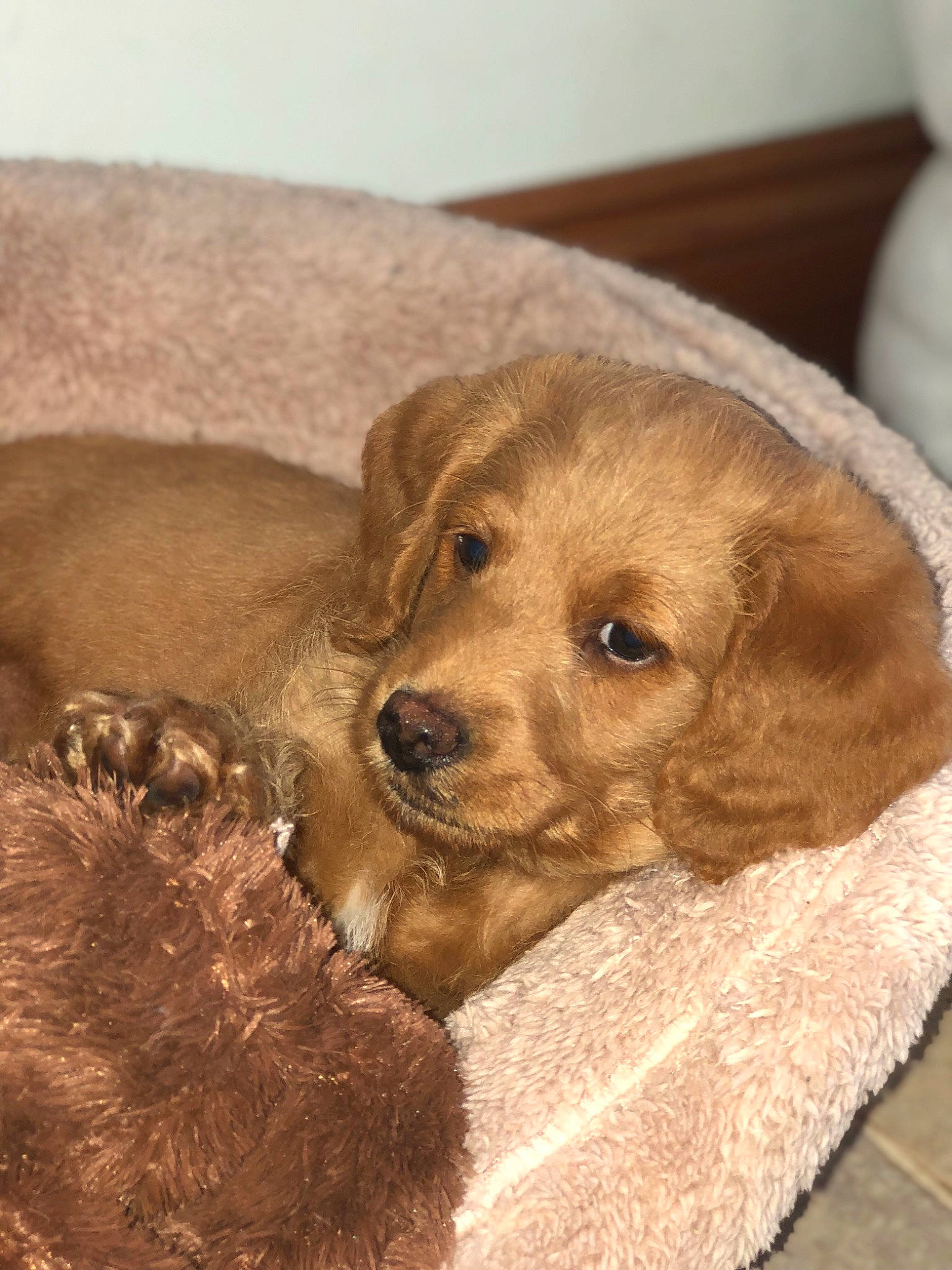 Otis joined the competition — help win amazing prizes! american_cocker_spaniel, basset_fauve_de_bretagne, canidae, carnivore, cocker_spaniel, companion_dog, dog, dog_breed, english_cocker_spaniel, fawn, golden_retriever, goldendoodle, mammal, puppy, retriever, snout, spaniel, sporting_group, vertebrate