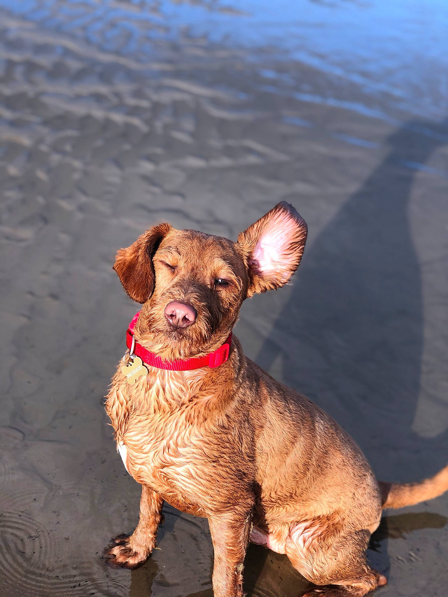 Otis is registered to the contest to win money with this photo: canidae, carnivore, companion_dog, dog, dog_breed, fawn, mammal, sporting_group, vertebrate