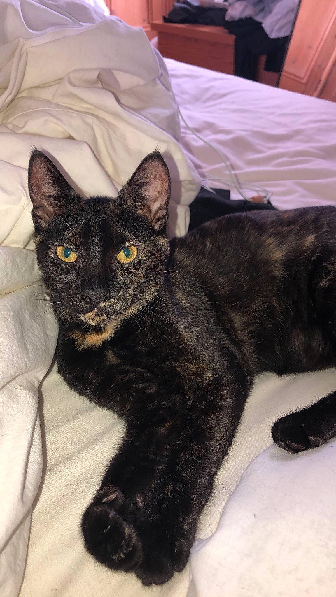 Burrito is registered to the contest to win money with this photo: asian, black_cat, bombay, carnivore, cat, devon_rex, domestic_short_haired_cat, felidae, fur, german_rex, havana_brown, javanese, mammal, oriental_longhair, oriental_shorthair, rex_cat, small_to_medium_sized_cats, vertebrate, whiskers