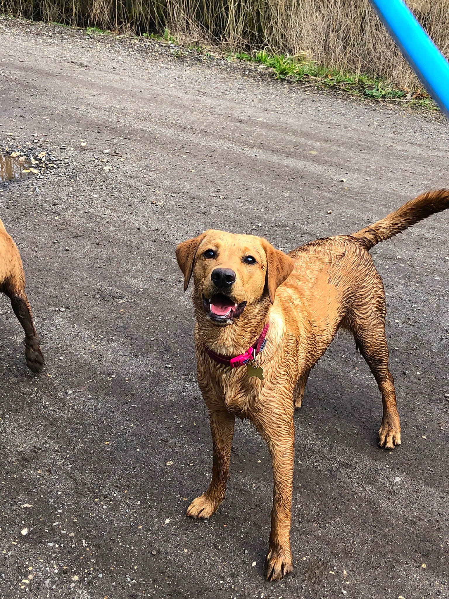 Mars joined the competition — help win amazing prizes! canidae, carnivore, companion_dog, dog, dog_breed, dog_walking, fashion_accessory, fawn, golden_retriever, labrador_retriever, leash, mammal, retriever, road, sporting_group, street_dog, tail, vacation