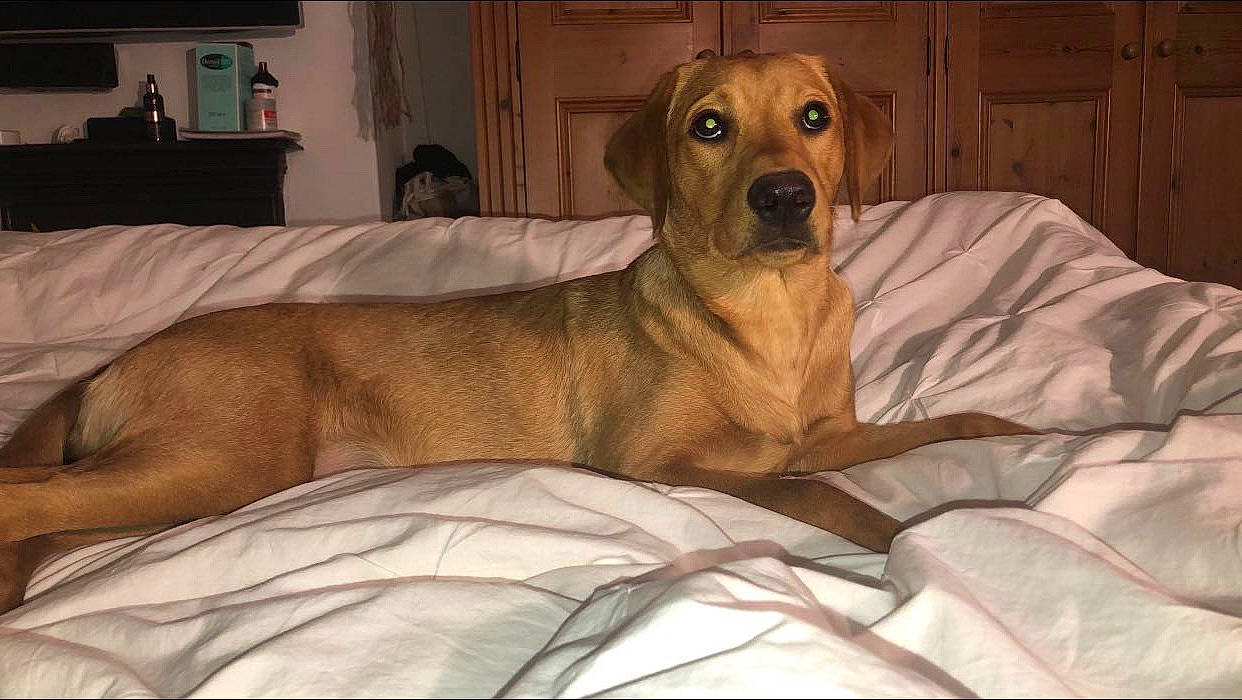 Mars is registered to the contest to win money with this photo: beagador, black_mouth_cur, broholmer, canidae, carnivore, companion_dog, dog, dog_breed, fawn, guard_dog, labrador_retriever, mammal, portuguese_pointer, rare_breed_dog, rhodesian_ridgeback, snout, sporting_group, vertebrate