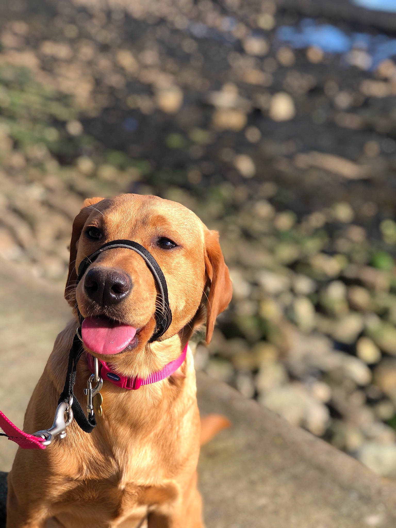 Mars is registered to the contest to win money with this photo: broholmer, canidae, carnivore, companion_dog, dog, dog_breed, dog_collar, fawn, golden_retriever, hunting_dog, labrador_retriever, leash, mammal, retriever, snout, sporting_group, vertebrate