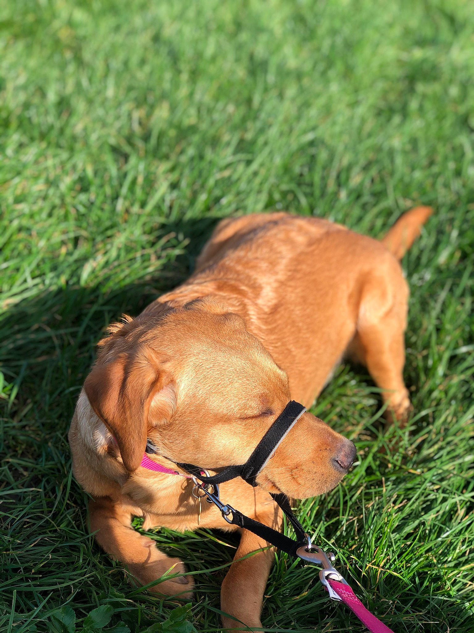 Mars joined the competition — help win amazing prizes! canidae, carnivore, dog, dog_breed, dog_collar, fawn, grass, leash, snout, sporting_group, vizsla