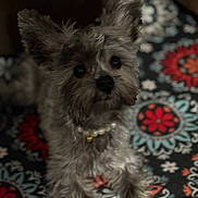 Chica joined the competition — help win amazing prizes! dog, pet, animal, fur, ears, necklace, pearls, blanket, patterned, colorful, cozy, indoor, cute, portrait, looking, small_dog, laying, furry, domestic_animal, companion