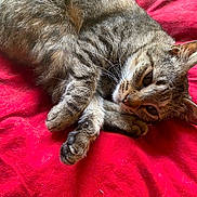 Cheese Burger joined the competition — help win amazing prizes! cat, tabby, pet, animal, feline, fur, whiskers, paw, sleepy, resting, relaxed, red_blanket, cozy, indoor, cute, domestic, closeup, striped, mammal, soft