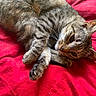 cat, tabby, pet, animal, feline, fur, whiskers, paw, sleepy, resting, relaxed, red_blanket, cozy, indoor, cute, domestic, closeup, striped, mammal, soft