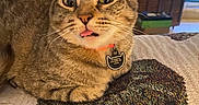 Cheese Burger is registered to the contest to win money with this photo: cat, tabby_cat, pet, animal, indoor, blanket, tongue_out, wide_eyes, curious, feline, collar, tag, cozy, home, furniture, decor, close_up, cute, whiskers, relaxed