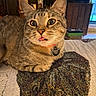 cat, tabby_cat, pet, animal, indoor, blanket, tongue_out, wide_eyes, curious, feline, collar, tag, cozy, home, furniture, decor, close_up, cute, whiskers, relaxed