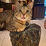 Cheese Burger is registered to the contest to win money with this photo: cat, tabby_cat, pet, indoor, blanket, tongue_out, close_up, feline, cozy, domestic_animal, animal, fur, whiskers, collar, tag, home_interior, lamp, picture_frame, furniture, relaxed