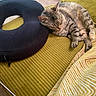 Cheese Burger joined the competition — help win amazing prizes! cat, tabby_cat, sleeping, couch, yellow_couch, black_cushion, indoor, pet, feline, cozy, resting, fur, striped, domestic_cat, pillow, relaxed, animal, home, soft_texture, carpet