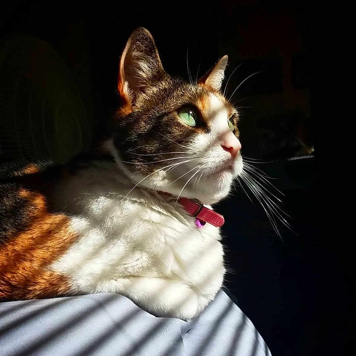 Lilly joined the competition — help win amazing prizes! animal, bed, calico, cat, close_up, collar, cute, domestic_cat, feline, fur, green_eyes, indoor, pet, portrait, relaxed, resting, shadow_pattern, striped_shadow, sunlight, whiskers