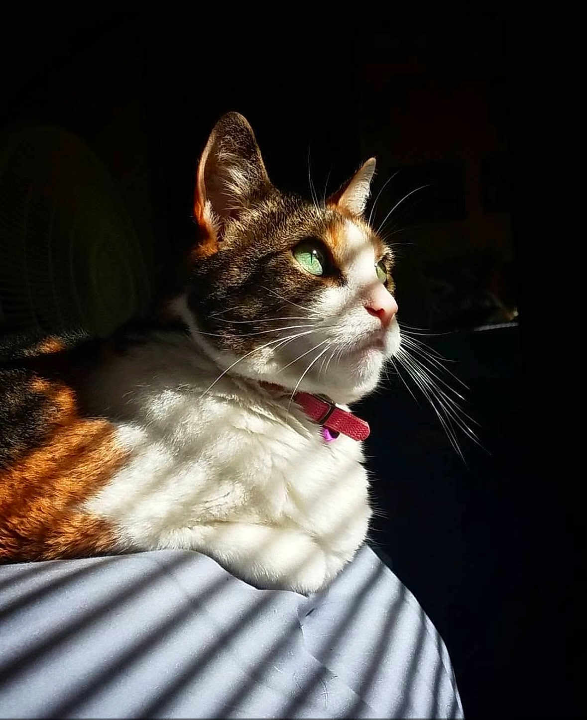 Lilly joined the competition — help win amazing prizes! cat, green_eyes, sunlight, striped_shadow, calico, whiskers, collar, indoor, pet, feline, close_up, resting, bed, shadow_pattern, domestic_cat, portrait, animal, cute, relaxed, fur