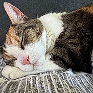 Lilly joined the competition — help win amazing prizes! cat, sleeping, close_up, fur, whiskers, pink_nose, cozy, resting, pet, animal, indoor, cushion, pattern, soft, relaxation, cute, feline, domestic_animal, peaceful, nap