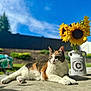 Lilly joined the competition — help win amazing prizes! cat, calico_cat, sunflowers, vase, outdoor, garden, blue_sky, concrete, relaxed, pet, animal, flora, nature, daylight, greenery, flower, summer, sunlight, closeup, resting