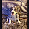 Veda is registered to the contest to win money with this photo: brown_and_white, canine, carpet, clothing, couch, cozy, cute, dog, domestic_animal, floor, furniture, hoodie, indoor, looking_up, pet, portrait, puppy, sitting, textured, young_dog