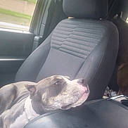 Veda joined the competition — help win amazing prizes! animal, calm, canine, car_interior, center_console, companion, daylight, dog, dog_head, domestic_animal, gray_seat, inside, leash, looking, pet, resting, seat, side_view, vehicle, window