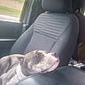 animal, calm, canine, car_interior, center_console, companion, daylight, dog, dog_head, domestic_animal, gray_seat, inside, leash, looking, pet, resting, seat, side_view, vehicle, window
