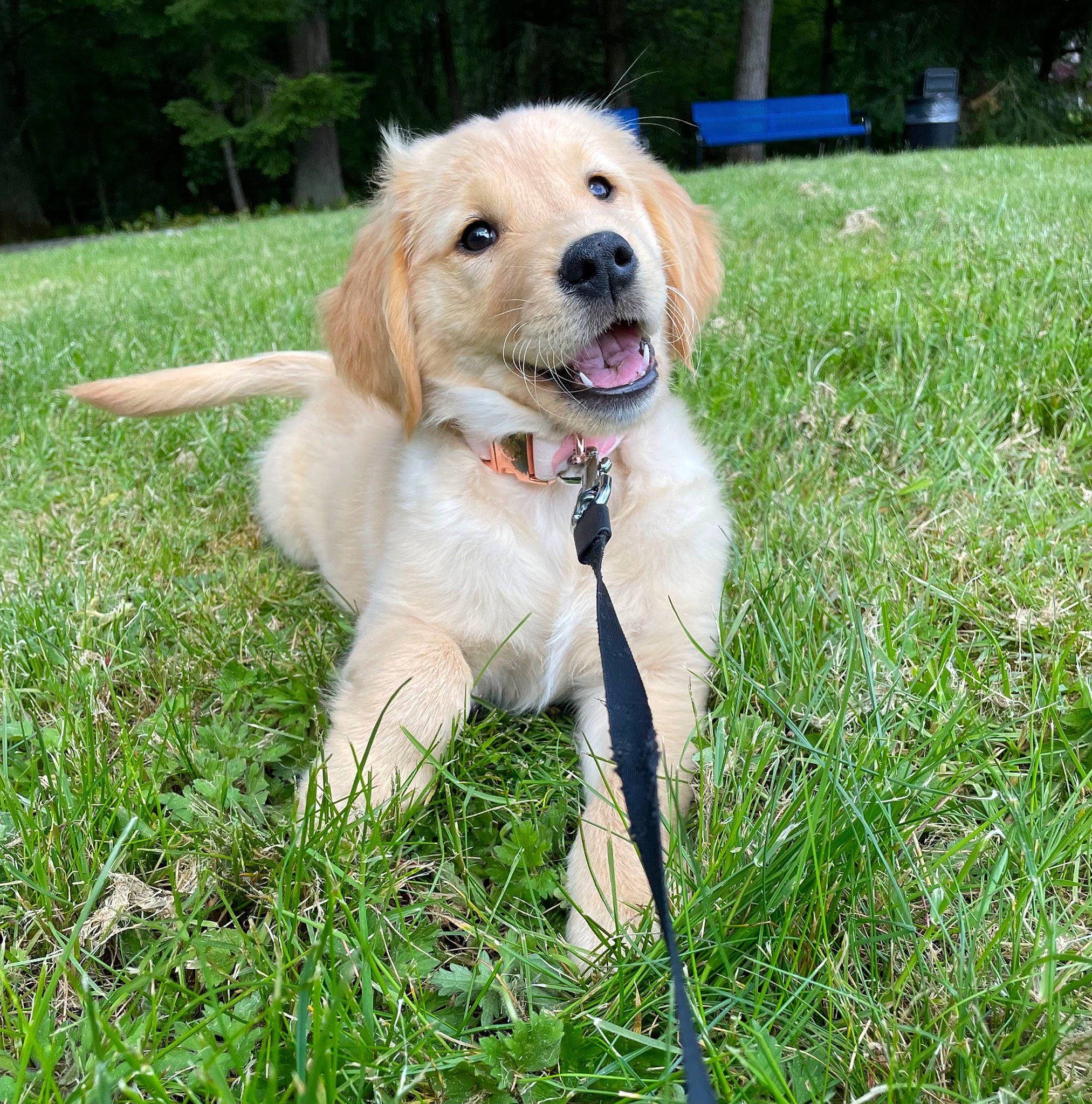 Mila is registered to the contest to win money with this photo: ancient_dog_breeds, canidae, carnivore, collar, companion_dog, dog, dog_breed, dog_collar, fawn, grass, gun_dog, labrador_retriever, leash, plant, retriever, sporting_group, tail, tree, working_animal, working_dog