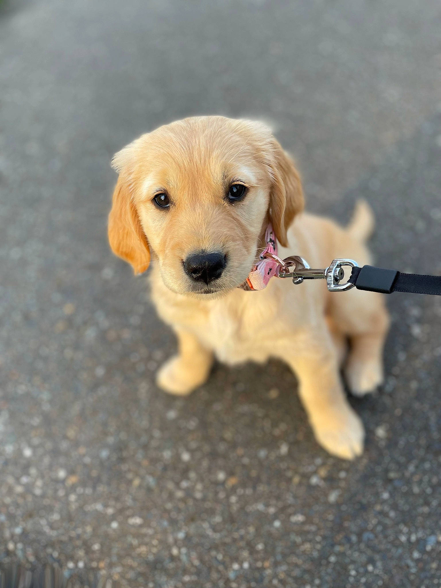 Mila joined the competition — help win amazing prizes! asphalt, canidae, carnivore, companion_dog, dog, dog_breed, dog_clothes, dog_supply, fawn, grass, paw, pet_supply, plant, road_surface, snout, soil, sporting_group, tail, toy_dog, working_animal