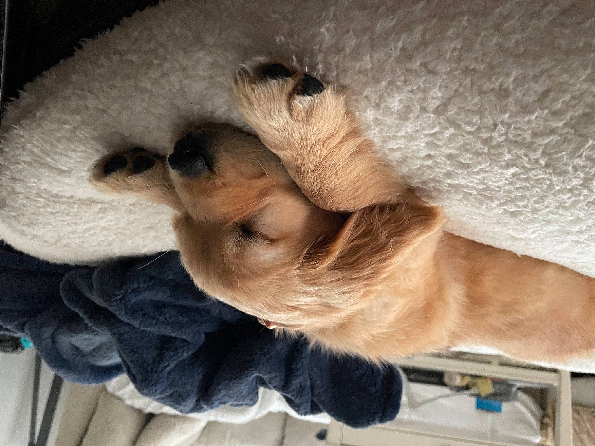 Mila is registered to the contest to win money with this photo: canidae, carnivore, claw, companion_dog, corgi_chihuahua, dog, dog_breed, fawn, felidae, fur, hat, puppy, sporting_group, tail, terrestrial_animal, whiskers, working_animal