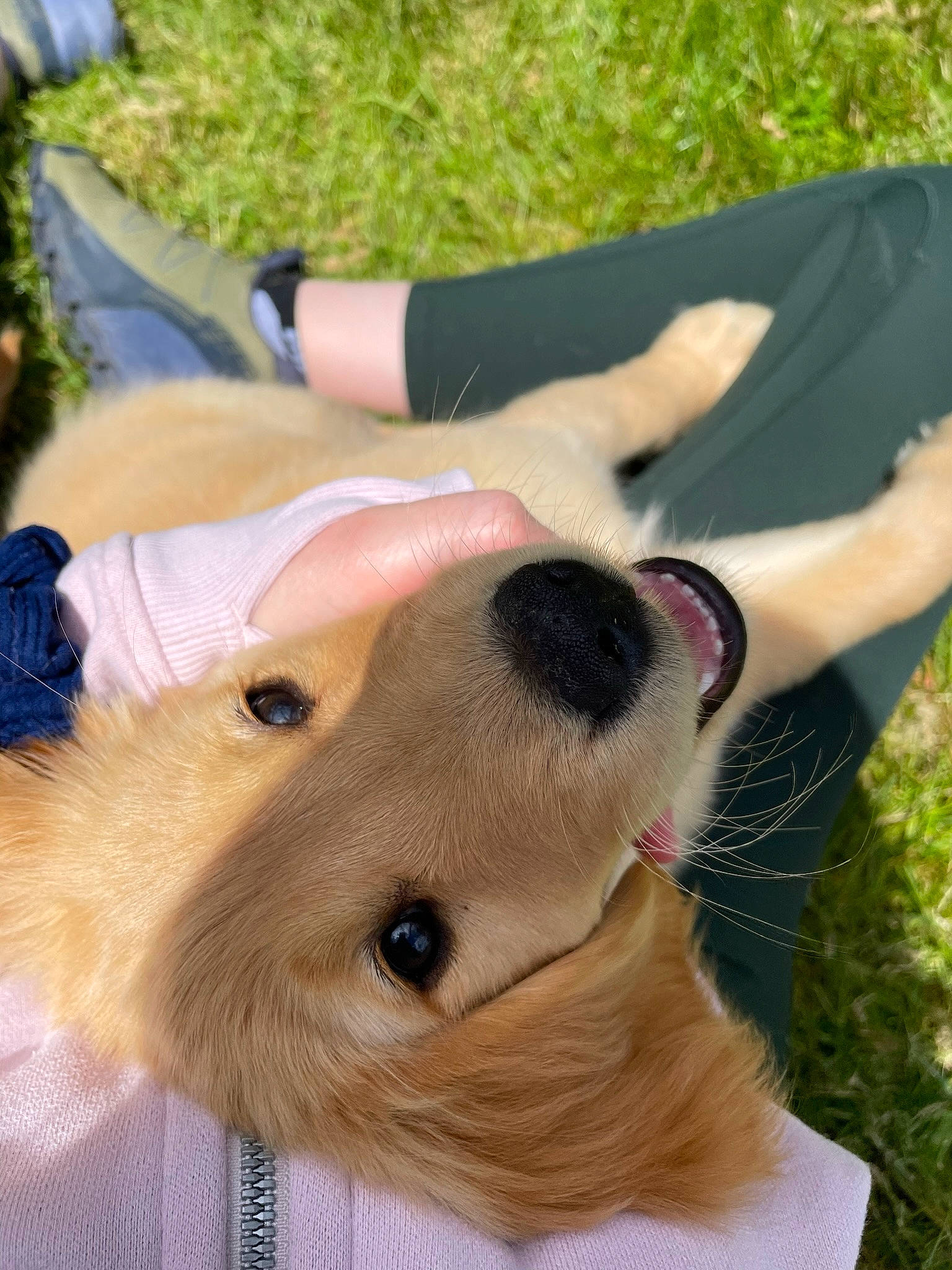 Mila is registered to the contest to win money with this photo: canidae, carnivore, collar, companion_dog, dog, dog_breed, dog_collar, eyelash, eyewear, fawn, gesture, grass, plant, selfie, snout, sporting_group, sunglasses, toy, whiskers, working_animal