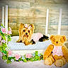 Eevee is registered to the contest to win money with this photo: yorkshire_terrier, dog, pet, bed, pink_bow, pink_outfit, teddy_bear, plush_toy, flowers, floral_decor, white_bed, wooden_wall, cozy, cute, indoor, decor, soft_toy, fur, animal, resting