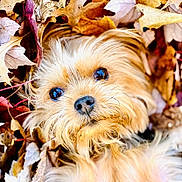 Eevee joined the competition — help win amazing prizes! dog, pet, autumn, leaves, fall, outdoor, cute, animal, fur, nose, eyes, nature, seasonal, closeup, portrait, adorable, playful, golden, fluffy, cozy