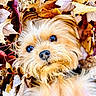 dog, pet, autumn, leaves, fall, outdoor, cute, animal, fur, nose, eyes, nature, seasonal, closeup, portrait, adorable, playful, golden, fluffy, cozy