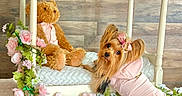 Eevee is registered to the contest to win money with this photo: dog, toy, teddy_bear, bed, flowers, pink_clothing, bow, fur, cute, indoor, wooden_wall, plush, small_dog, decor, fabric, animal, pet, posing, soft, cozy