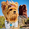 Eevee joined the competition — help win amazing prizes! dog, yorkshire_terrier, pet, animal, outdoor, rock_formation, blue_sky, fur, bow, clothing, white_sweater, nature, desert, portrait, small_dog, cute, fluffy, tag, sunlight, scenic