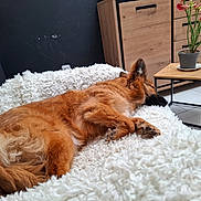 Venus a rejoint le concours — aidez-le/la à gagner de superbes lots ! dog, sleeping, couch, blanket, furniture, indoor, plant, potted_plant, table, wooden_cabinet, floor, tile_floor, cozy, relaxing, pet, fur, home, rest, brown_dog, living_room