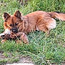 Venus a rejoint le concours — aidez-le/la à gagner de superbes lots ! dog, brown_dog, stuffed_toy, grass, outdoor, pet, animal, playful, lying_down, fur, nature, greenery, cute, toy, canine, muzzle, ears, tail, ground, daylight