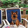 Venus a rejoint le concours — aidez-le/la à gagner de superbes lots ! dog, brown_dog, chair, outdoor, wooden_railing, green_foliage, table, glass, comic_books, harness, pet, relaxed, summer, nature, canine, seat, leash, daytime, furniture, backyard
