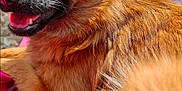 Venus participe au concours pour gagner de l'argent avec cette photo : dog, pet, fluffy, red_brown_fur, outdoor, hammock, sunlight, lap, happy, panting, fur, close_up, animal, canine, resting, relaxed, snout, ears, background, stone_wall