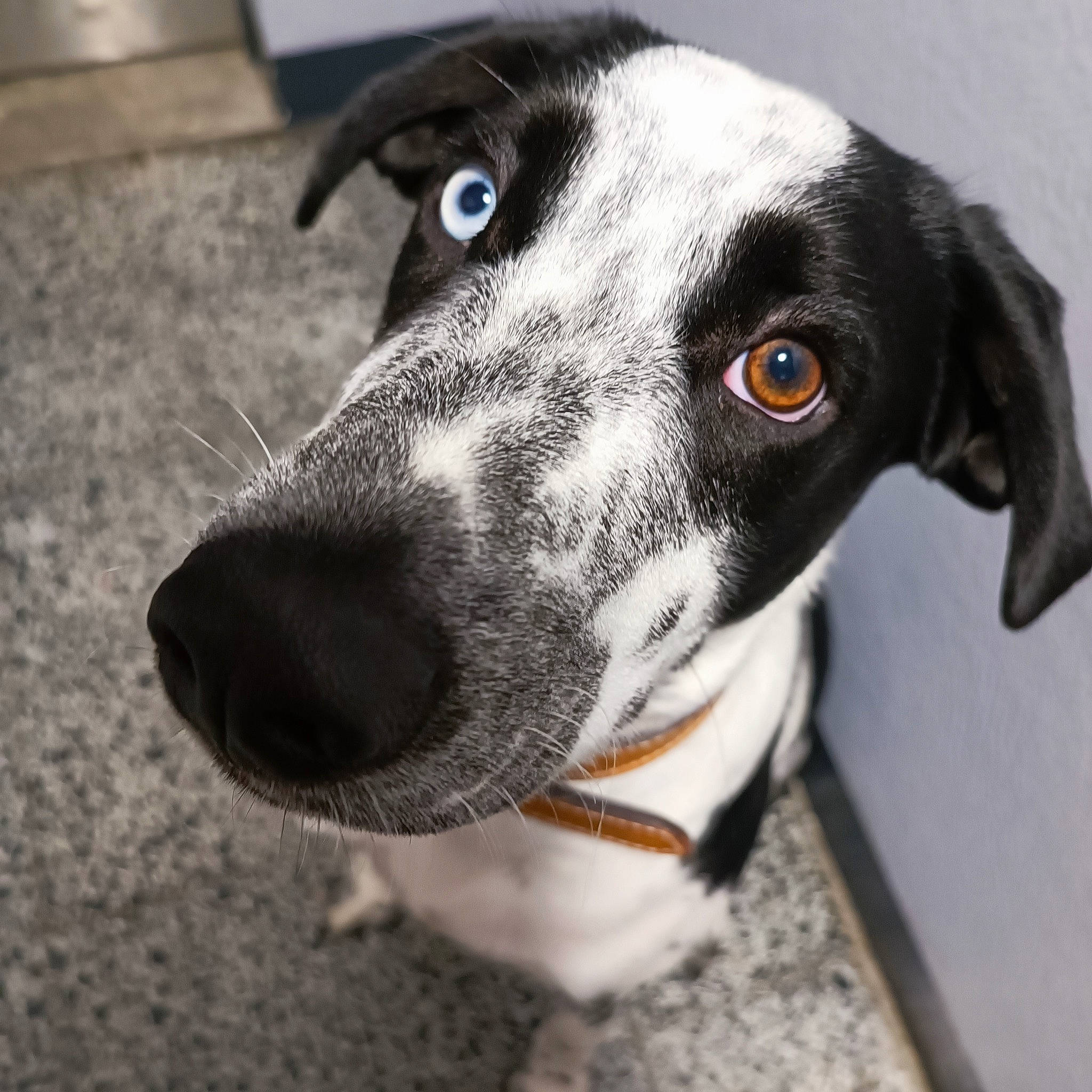 Talos participe au concours pour gagner de l'argent avec cette photo : canidae, carnivore, collar, companion_dog, dog, dog_breed, eye, fur, grey, peripheral, snout, sporting_group, terrestrial_animal, whiskers, working_animal