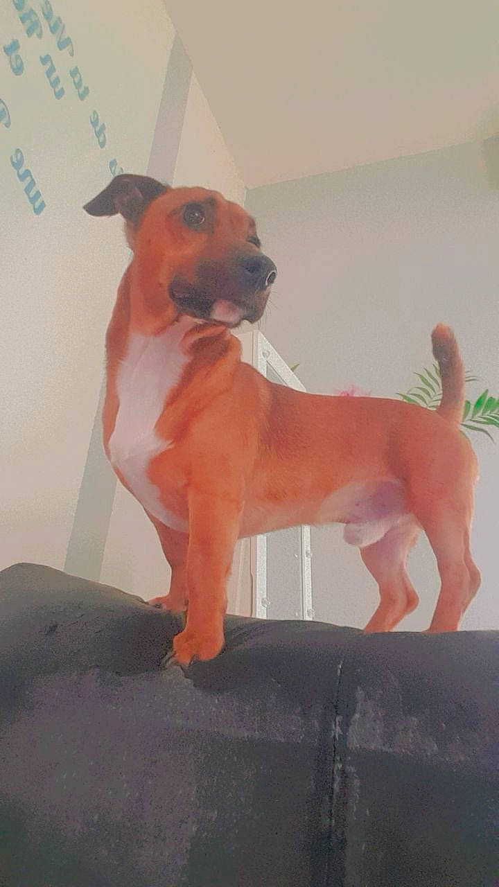 Roxy participe au concours pour gagner de l'argent avec cette photo : ancient_dog_breeds, canidae, carnivore, collar, companion_dog, dog, dog_breed, dog_supply, fawn, figurine, paw, pet_supply, snout, sporting_group, tail, terrestrial_animal, toy, toy_dog, whiskers, working_animal