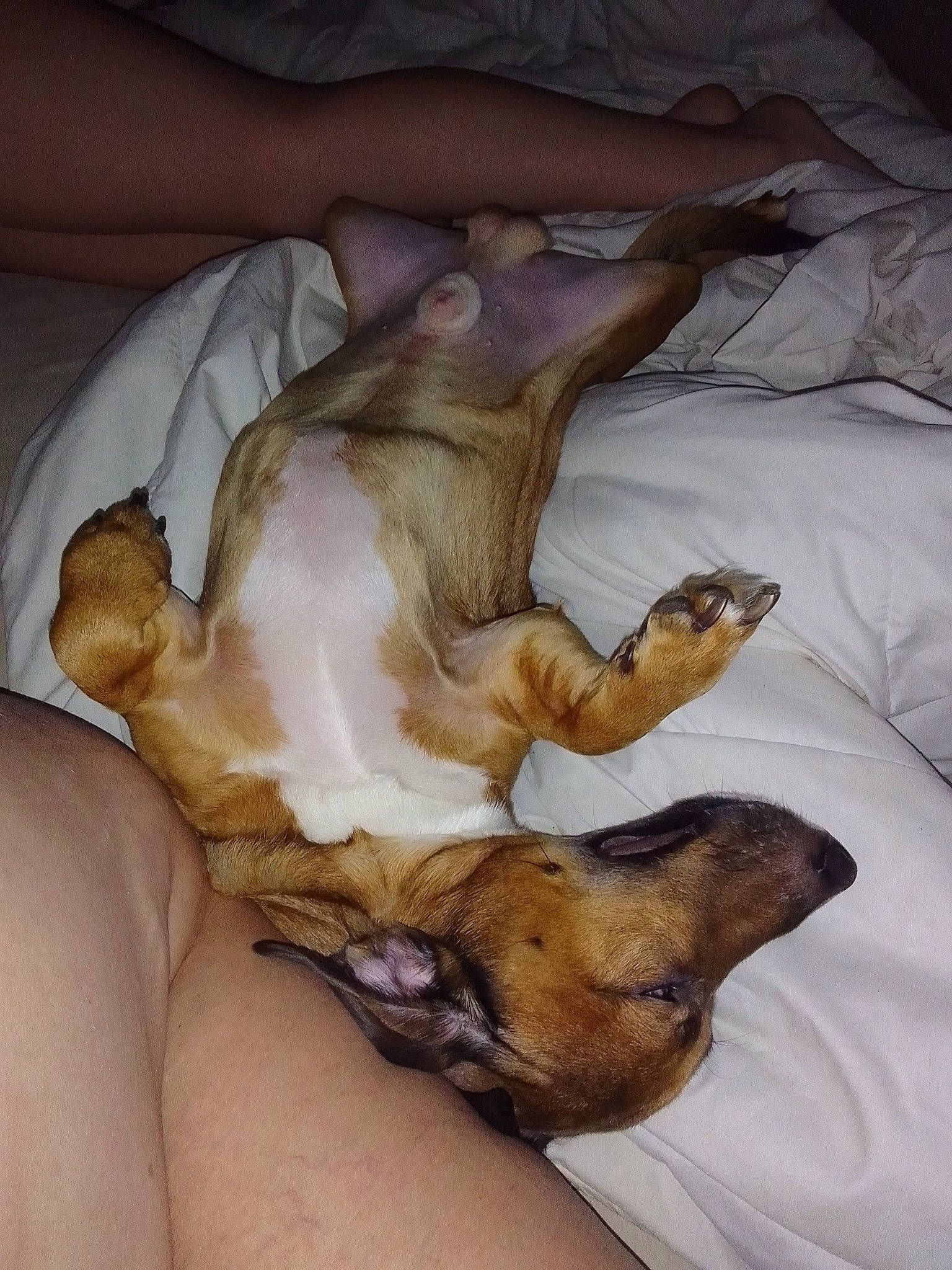 Roxy participe au concours pour gagner de l'argent avec cette photo : abdomen, art, bed, canidae, carnivore, comfort, companion_dog, dog, dog_breed, fawn, felidae, human_leg, linens, painting, paw, snout, sporting_group, thigh, trunk, wood