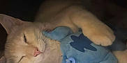 Aslan participe au concours pour gagner de l'argent avec cette photo : cat, cream_colored, plush_toy, blue_toy, sleepy, cozy, indoor, pet, animal, soft_texture, paw, whiskers, relaxed, cute, feline, close_up, resting, domestic_cat, snuggling, toy