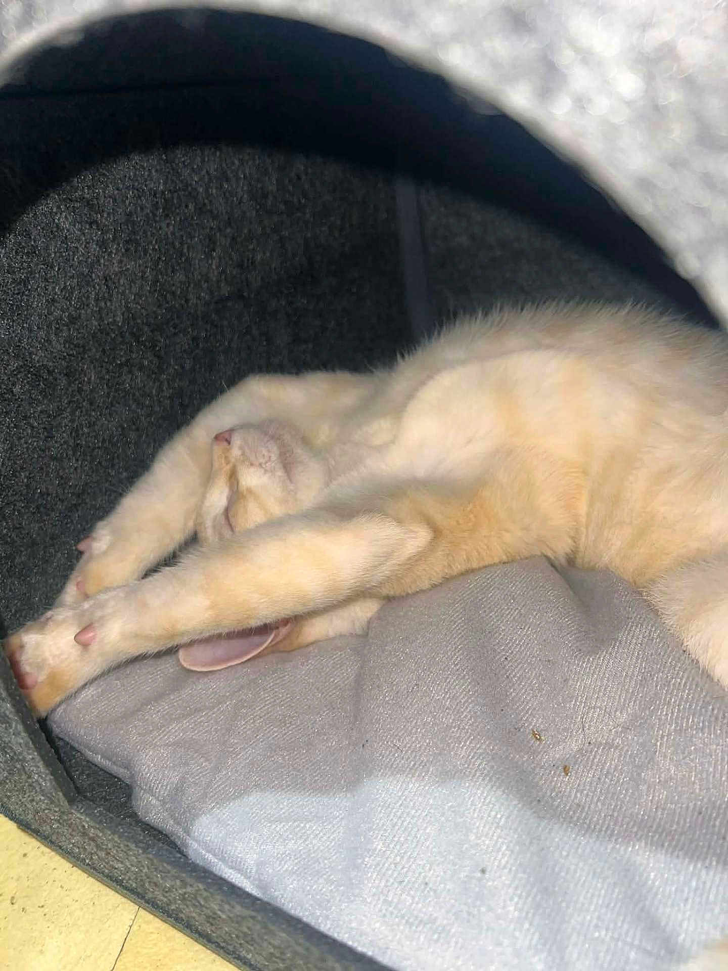 Aslan a rejoint le concours — aidez-le/la à gagner de superbes lots ! cat, stretching, sleeping, cozy, indoor, pet, feline, fur, paw, bed, cushion, relaxed, cute, animal, resting, soft, whiskers, pink_nose, ears, home