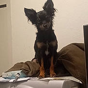 Mr. Bugg is registered to the contest to win money with this photo: dog, small_dog, black_dog, tan_markings, large_ears, washing_machine, appliance, papers, brown_jacket, indoor, household, pet, standing, curious, looking_at_camera, furniture, domestic, room, home, animal