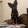 dog, small_dog, black_dog, tan_markings, large_ears, washing_machine, appliance, papers, brown_jacket, indoor, household, pet, standing, curious, looking_at_camera, furniture, domestic, room, home, animal