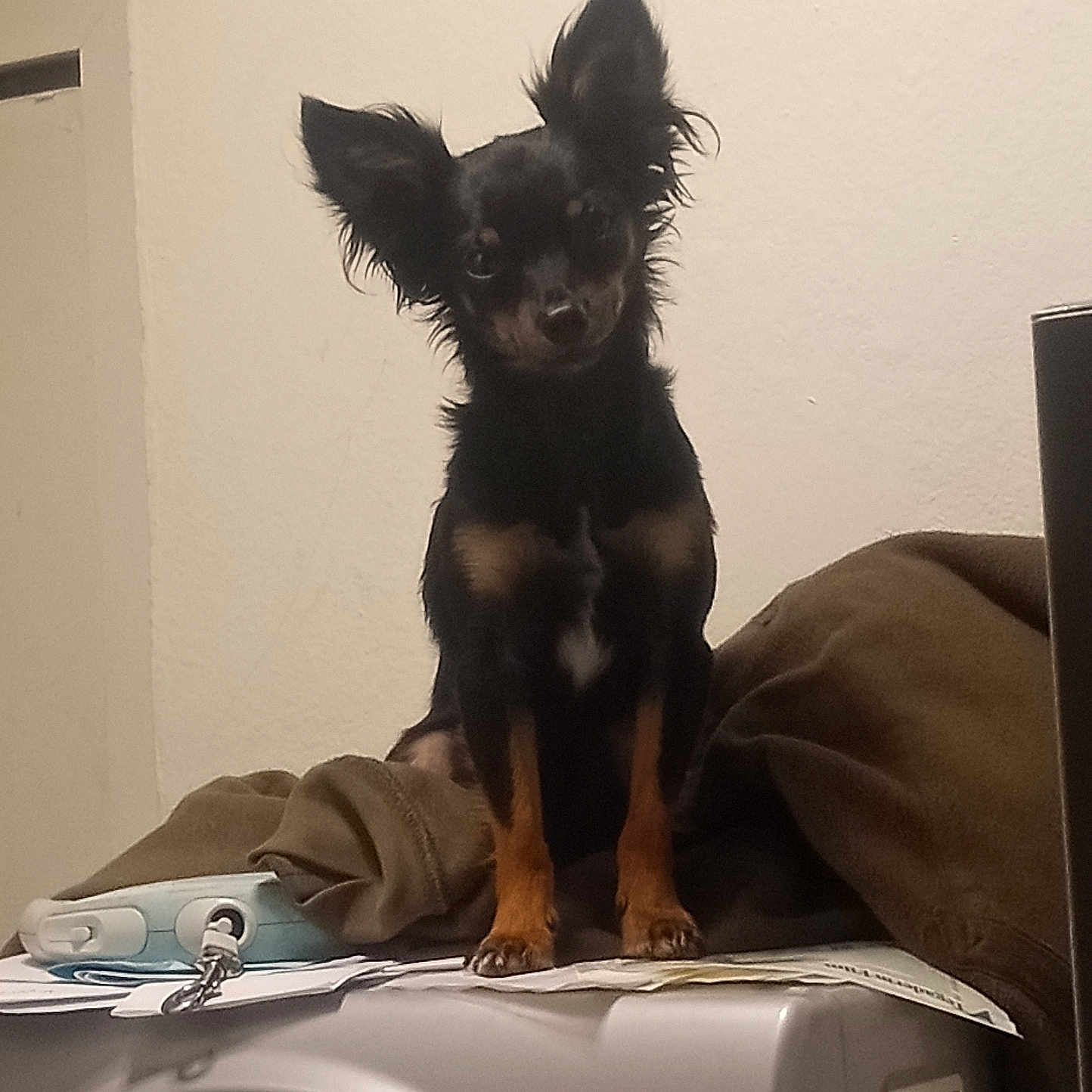 Mr. Bugg is registered to the contest to win money with this photo: animal, appliance, black_dog, brown_jacket, curious, dog, domestic, furniture, home, household, indoor, large_ears, looking_at_camera, papers, pet, room, small_dog, standing, tan_markings, washing_machine