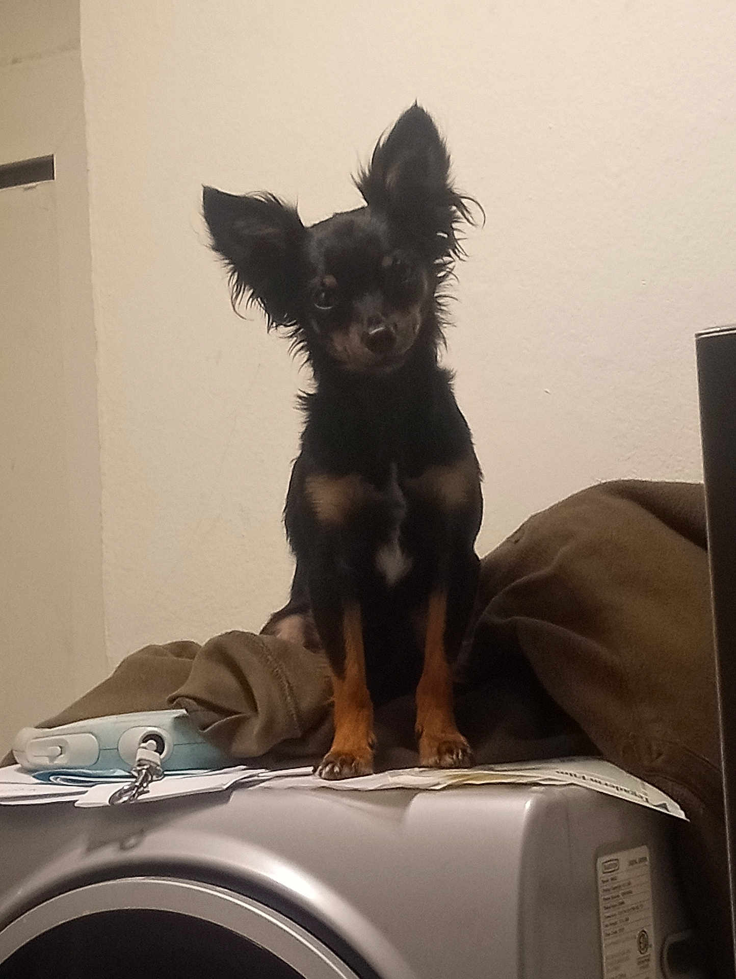 Mr. Bugg is registered to the contest to win money with this photo: dog, small_dog, black_dog, tan_markings, large_ears, washing_machine, appliance, papers, brown_jacket, indoor, household, pet, standing, curious, looking_at_camera, furniture, domestic, room, home, animal