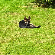 Alf participe au concours pour gagner de l'argent avec cette photo : animal, bush, canine, cute, daytime, dog, ears, fur, german_shepherd, grass, greenery, lawn, looking, nature, outdoor, pet, puppy, relaxing, sunlight, young