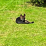 animal, bush, canine, cute, daytime, dog, ears, fur, german_shepherd, grass, greenery, lawn, looking, nature, outdoor, pet, puppy, relaxing, sunlight, young