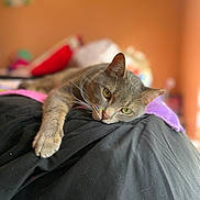Arnold joined the competition — help win amazing prizes! cat, gray_cat, pet, animal, feline, indoor, bed, blanket, cushion, relaxing, resting, whiskers, paw, closeup, portrait, orange_wall, soft_light, cozy, sleepy, domestic_cat