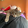 cat, gray_cat, pet, animal, feline, indoor, bed, blanket, cushion, relaxing, resting, whiskers, paw, closeup, portrait, orange_wall, soft_light, cozy, sleepy, domestic_cat
